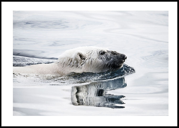 Eisbär schwimmendes Poster - Posterbox.dk