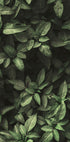 Gartengrün Nr. 1 Poster - Posterbox.dk