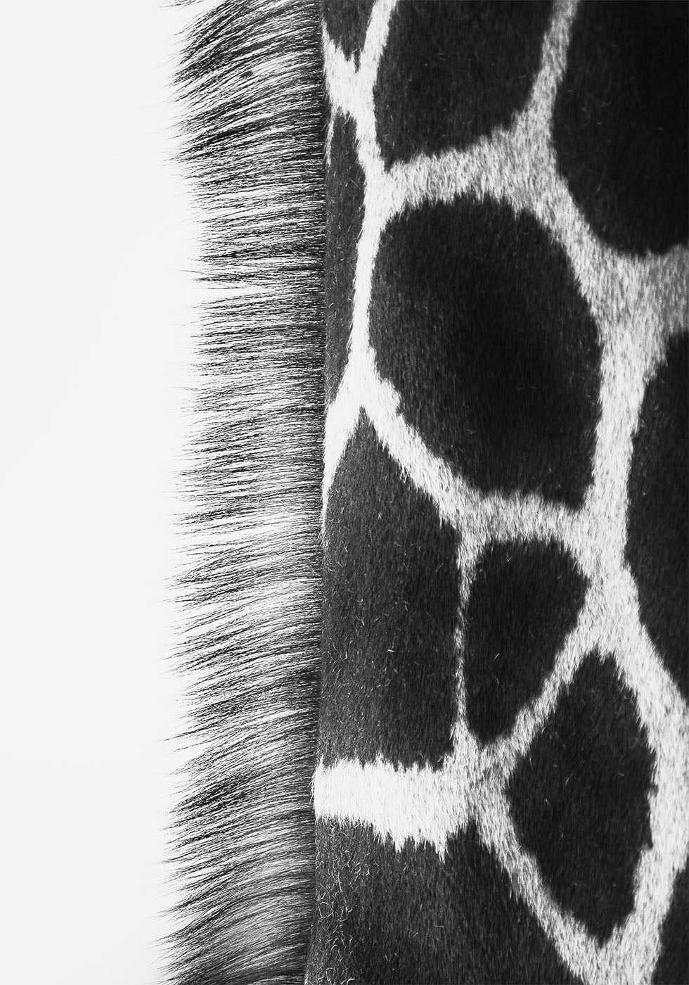 Giraffenhals-Poster - Posterbox.dk