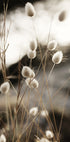 Gras im Sonnenlicht Poster - Posterbox.dk