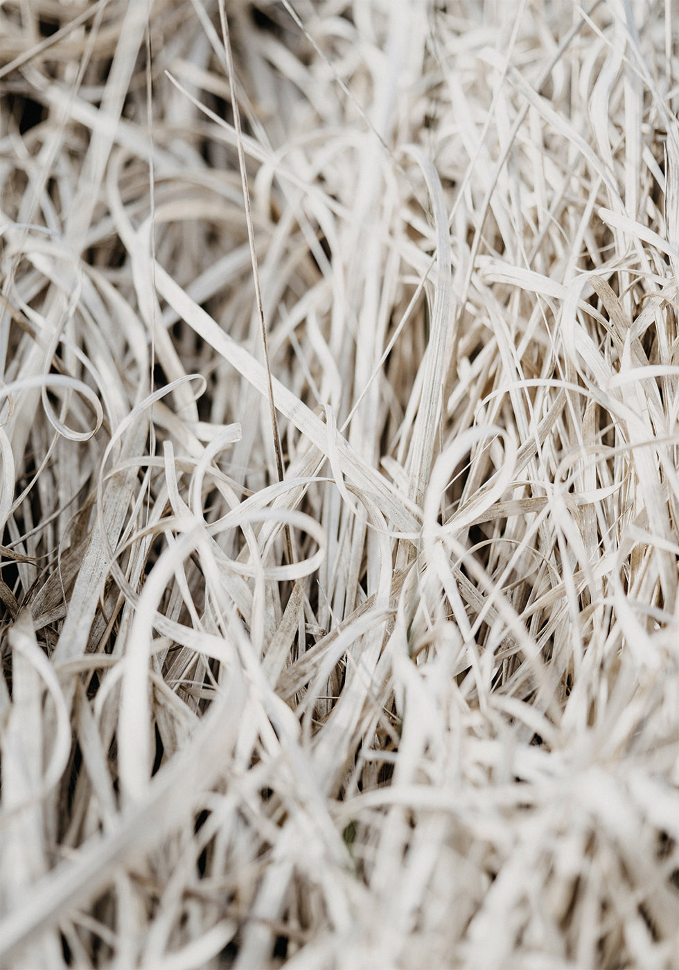 Gras-Poster - Posterbox.dk