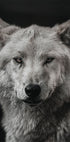 Grauer Wolf Poster - Posterbox.dk