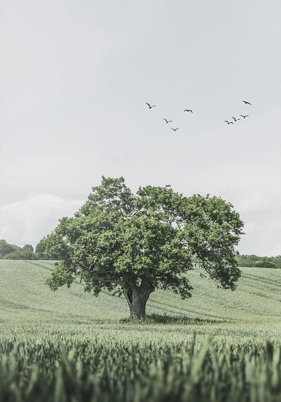 Grüner Baum im Feld Poster - Posterbox.dk