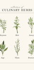 Kräuterposter - Posterbox.dk