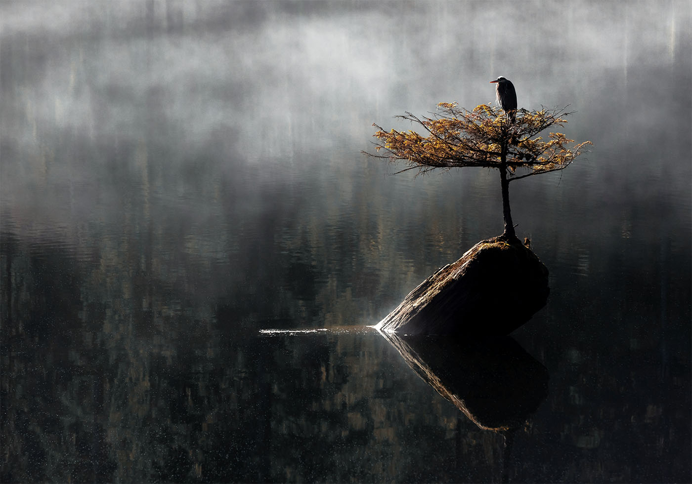 Reiher sitzt auf dem Bonsai-Baum-Poster - Posterbox.dk
