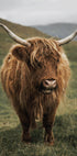 Hochlandkuh in der Nähe eines Berges Poster - Posterbox.dk