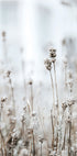In The Wild Poster - Posterbox.dk