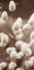 Sanfte Eleganz des Lagurus-Posters - Posterbox.dk
