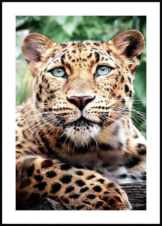 Leopardenporträt-Poster - Posterbox.dk