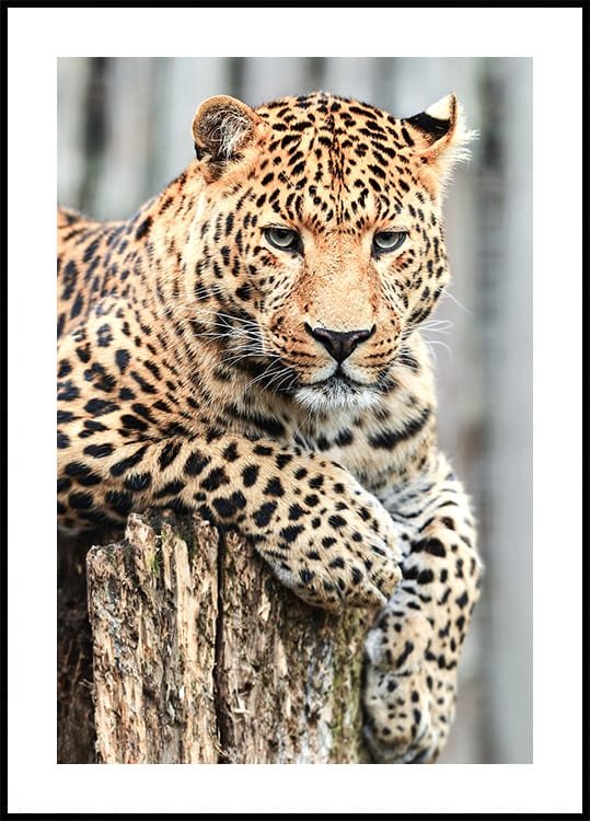 Leopard auf einem Baumstumpf Poster - Posterbox.dk