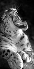 Majestätisches Leopardengebrüll Poster - Posterbox.dk