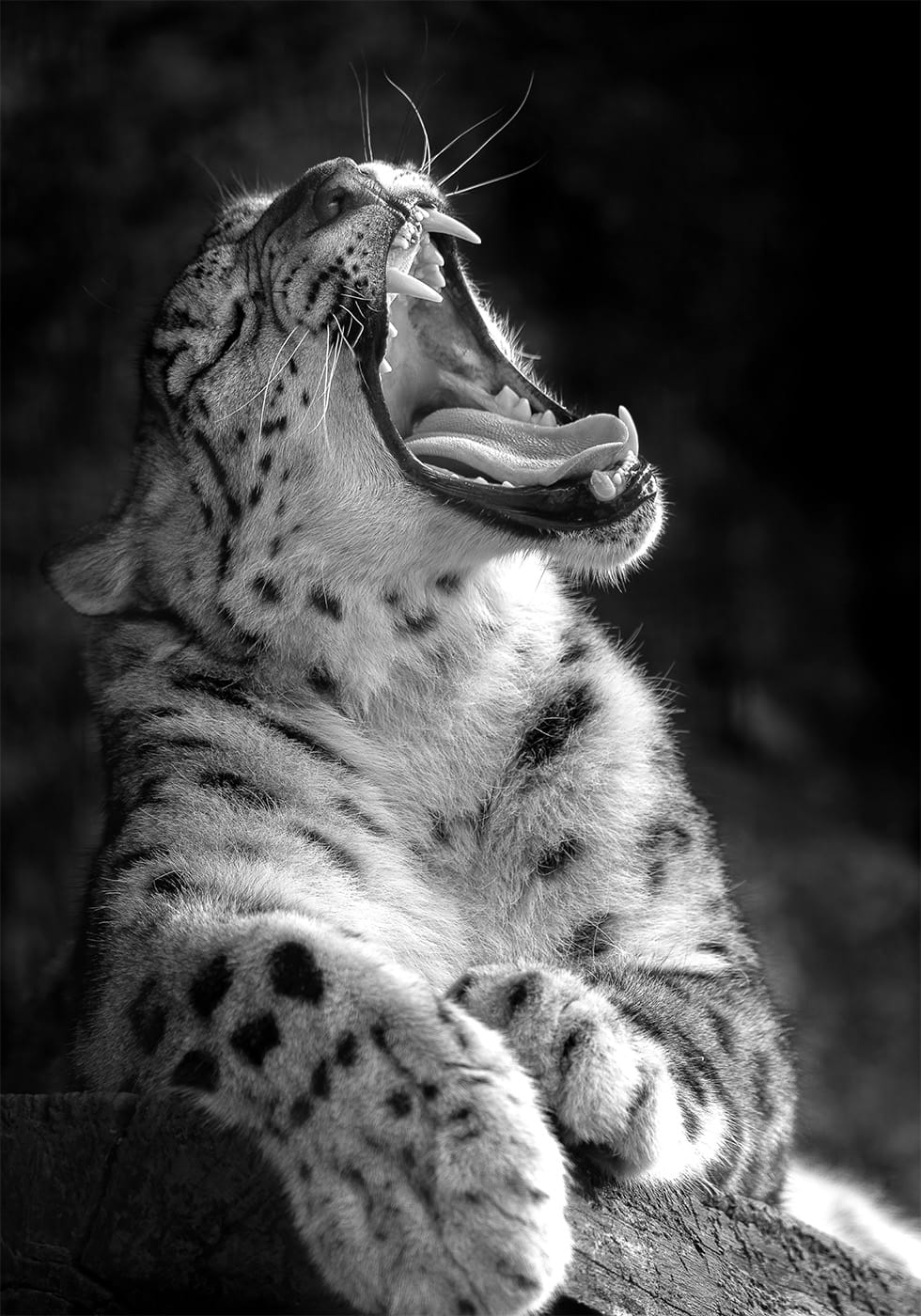 Majestätisches Leopardengebrüll Poster - Posterbox.dk