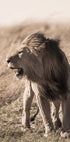 Löwe im Profil Poster - Posterbox.dk