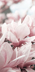 Magnolienblüten-Poster - Posterbox.dk