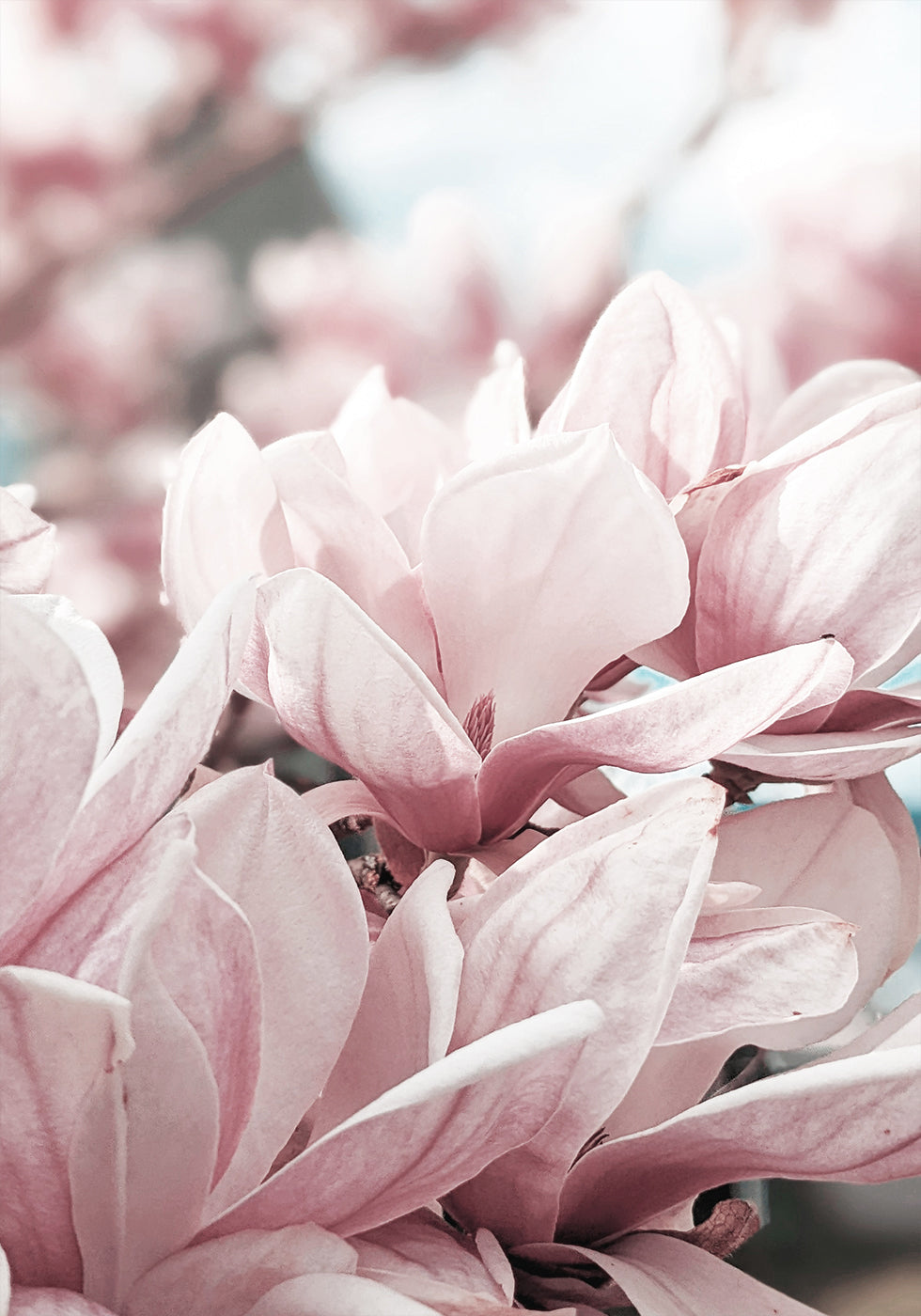 Magnolienblüten-Poster - Posterbox.dk