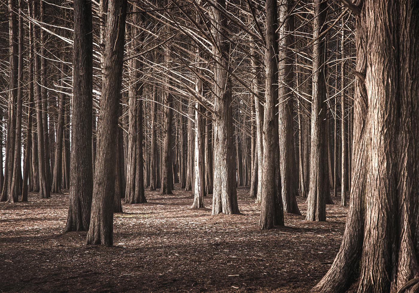 Pinewood Forest Poster - Posterbox.dk