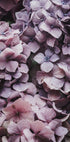 Rosa Hortensien-Poster - Posterbox.dk