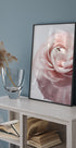 Rosa Ranunkeln-Poster - Posterbox.dk