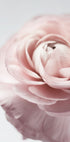 Rosa Ranunkeln-Poster - Posterbox.dk