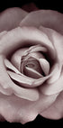 Rosa Rose Poster - Posterbox.dk