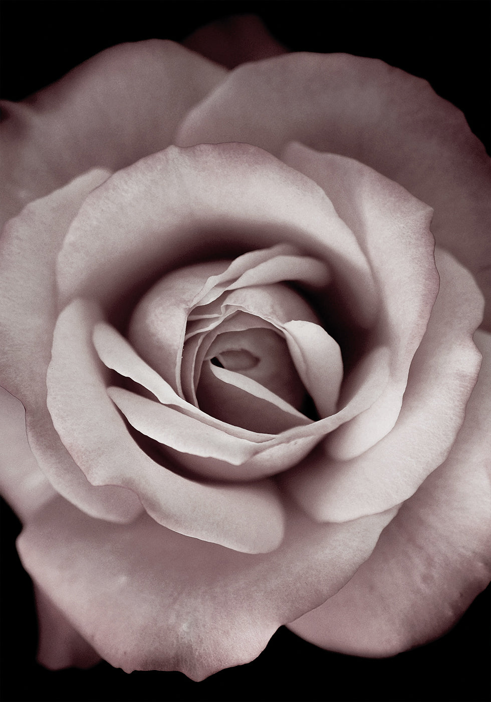 Rosa Rose Poster - Posterbox.dk