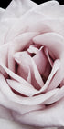 Rosa Rose Poster - Posterbox.dk