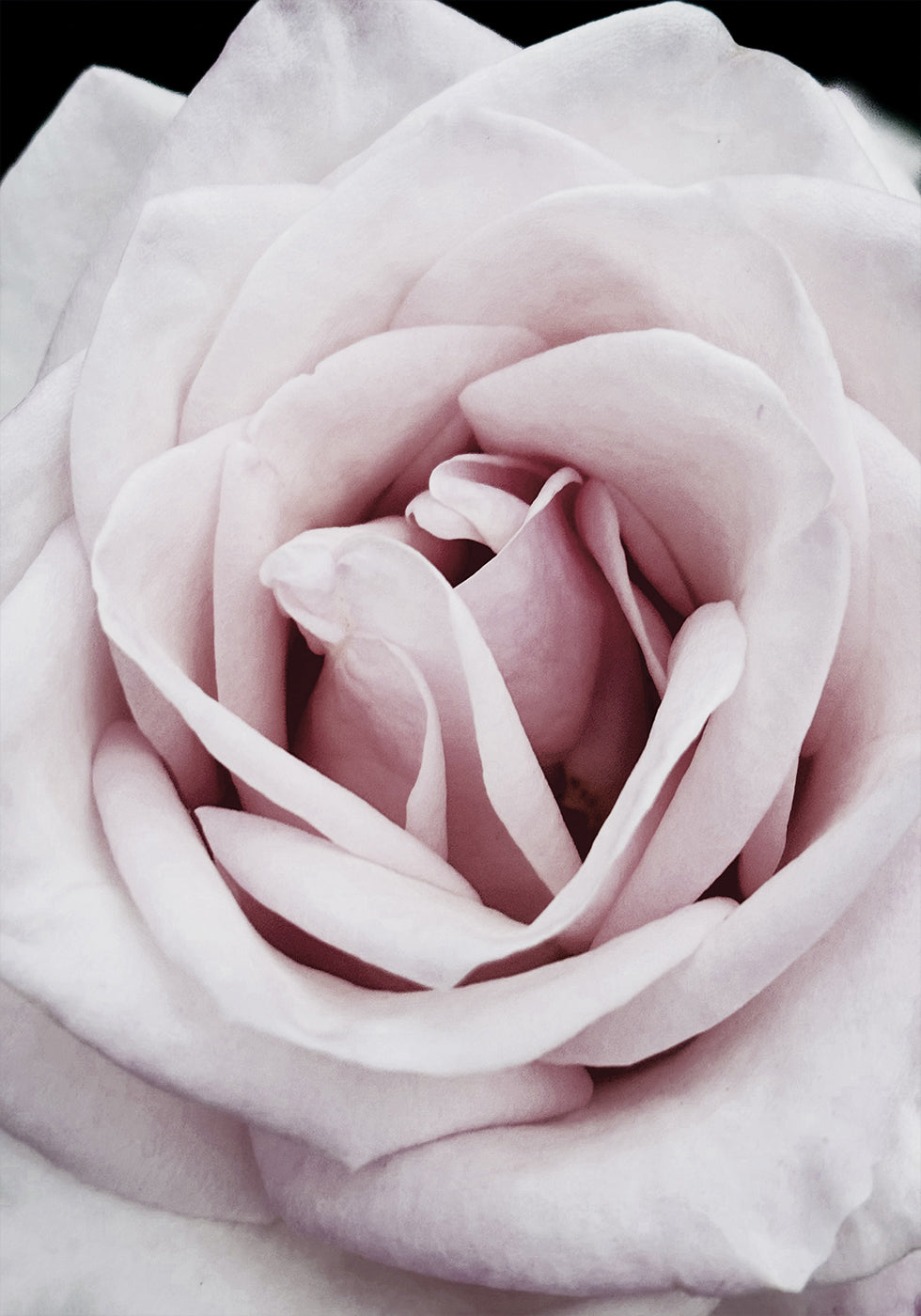Rosa Rose Poster - Posterbox.dk
