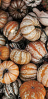 Lebendiges Herbstkürbis-Poster - Posterbox.dk