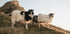 Schafe von Island Poster - Posterbox.dk