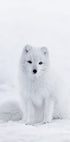 Schneefuchs-Poster - Posterbox.dk