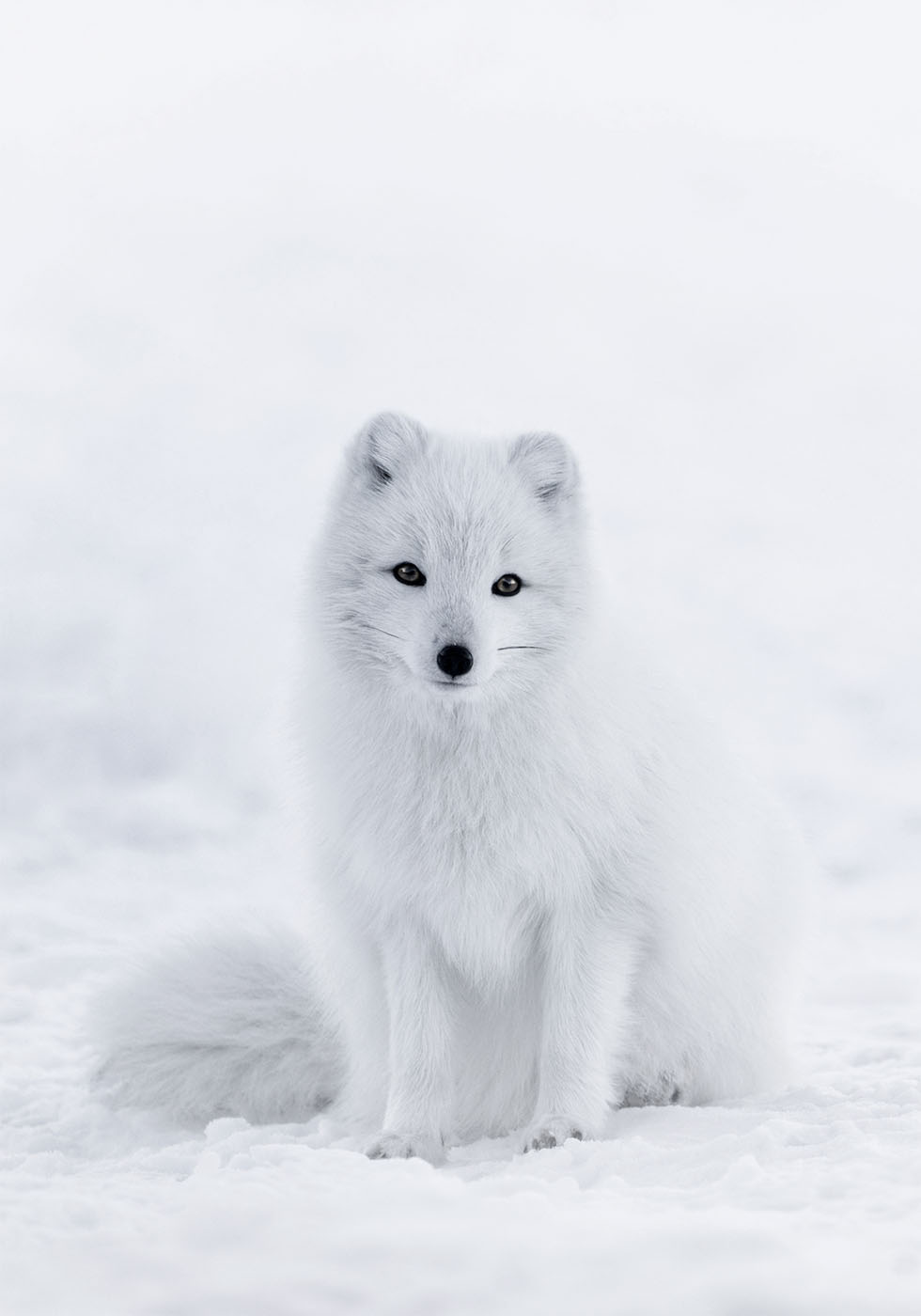 Schneefuchs-Poster - Posterbox.dk