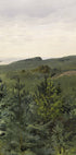Fichtensetzlinge in sandiger Bodenstudie von Werner Holmberg Poster - Posterbox.dk
