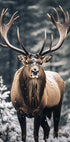 Poster Hirsch im Wald - Posterbox.dk