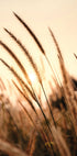 Poster „Sonnenuntergang trockenes Gras“ - Posterbox.dk