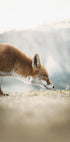 Der kleine Fuchs Poster - Posterbox.dk