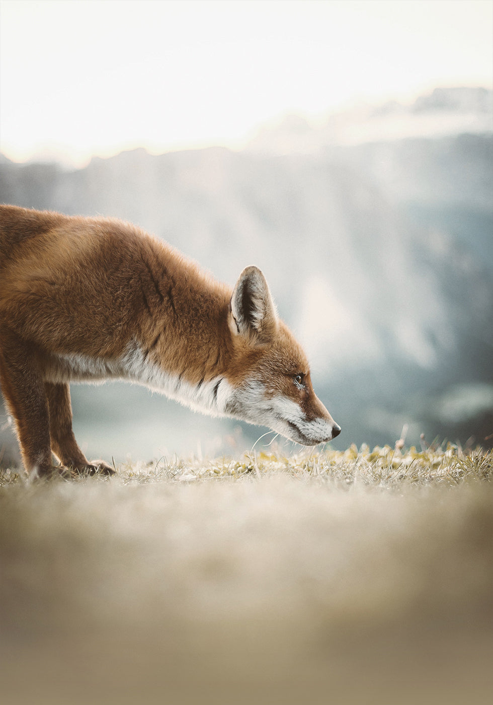 Der kleine Fuchs Poster - Posterbox.dk