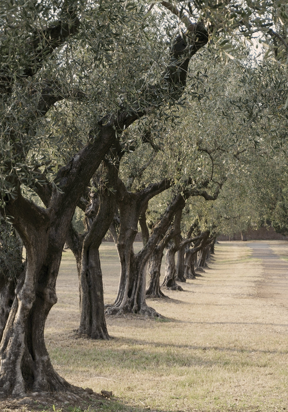 Trail In The Olive Garden Poster - Posterbox.dk