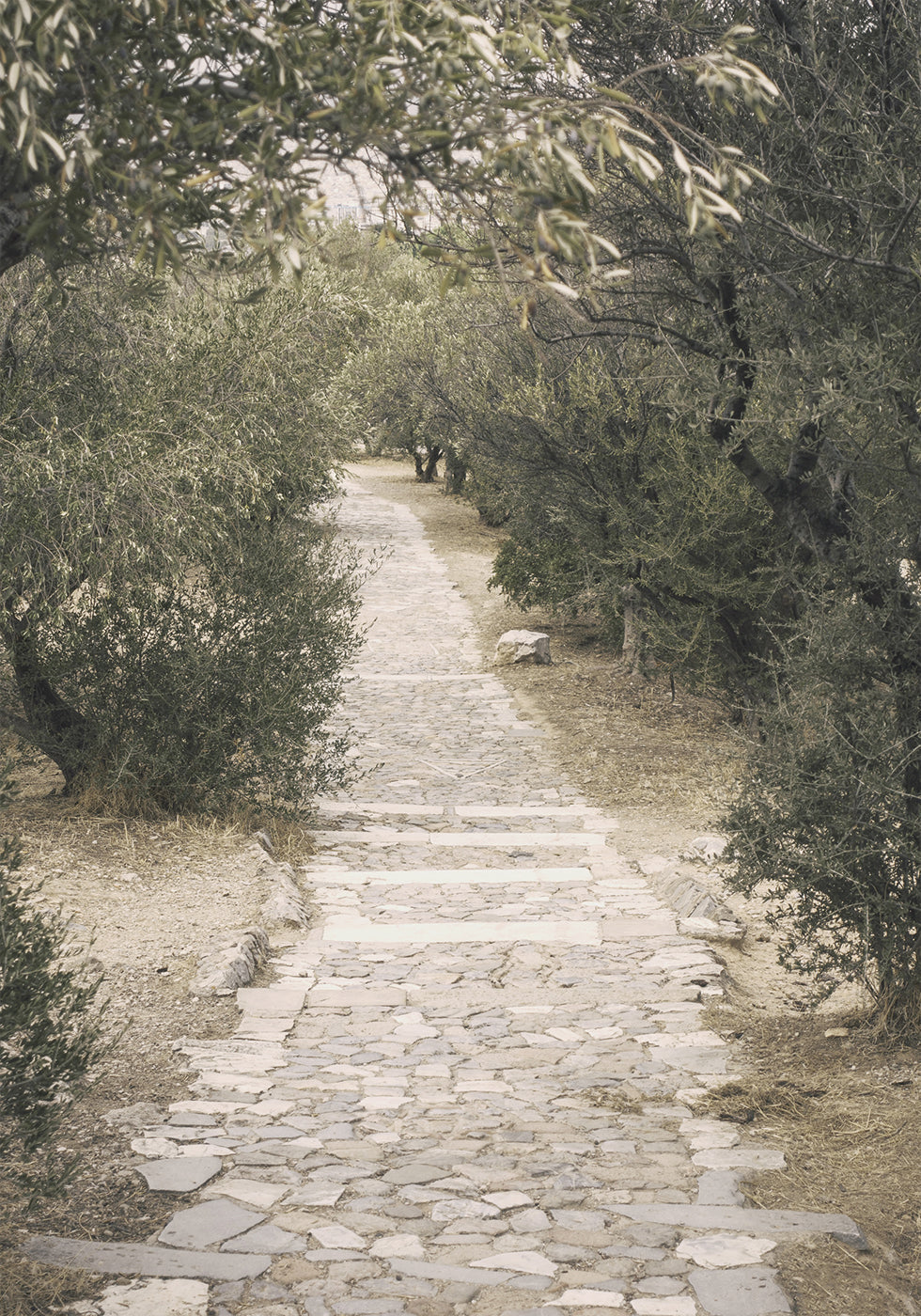 Trail in the Olive Garden Poster - Posterbox.dk