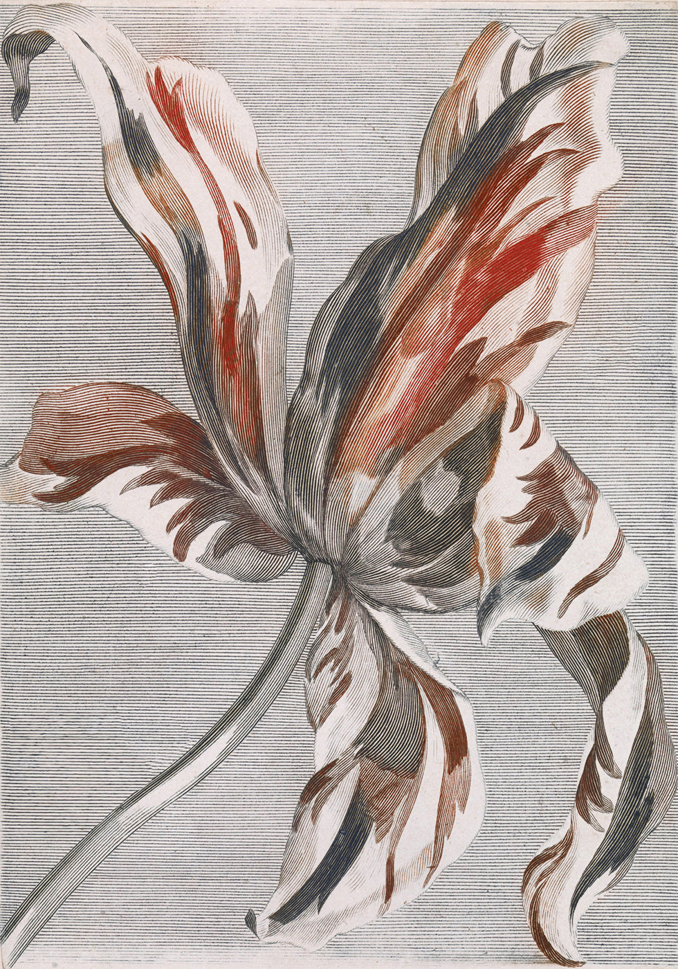 Tulpe von Johan Teyler Poster - Posterbox.dk