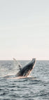 Wal springt aus dem Wasser Poster - Posterbox.dk