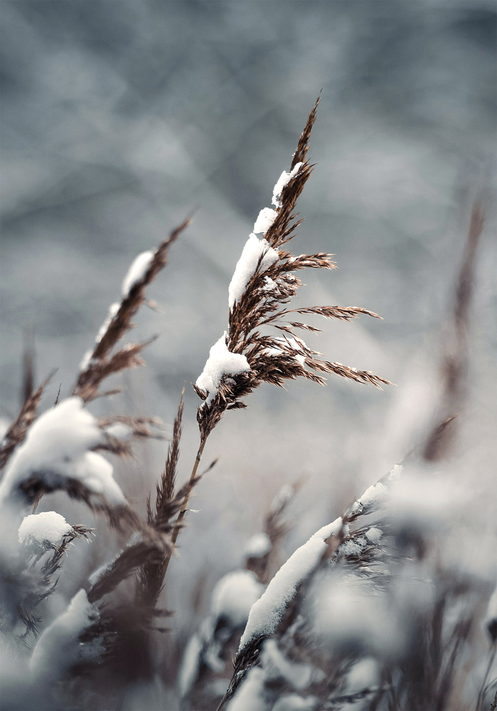 Winter Reed Poster - Posterbox.dk