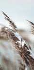 Winter Reed Poster - Posterbox.dk
