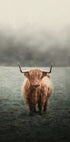 Yak im Feld Poster - Posterbox.dk