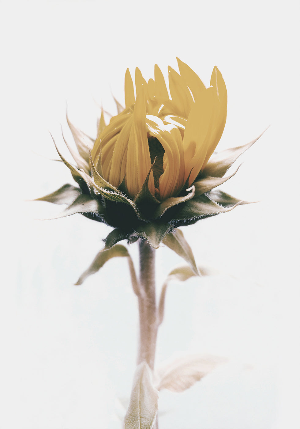 Gelbes Sonnenblumen-Poster - Posterbox.dk