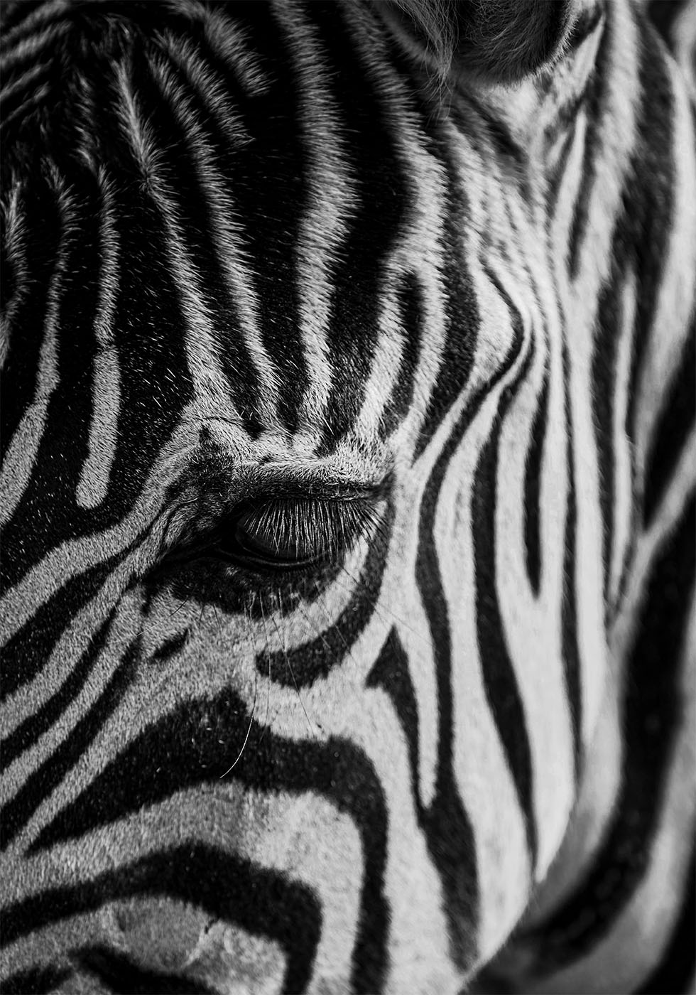 Zebra-Augen-Poster - Posterbox.dk