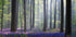 Bluebells Plakat - Posterbox