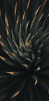 Agavaceae-Poster - Posterbox.dk