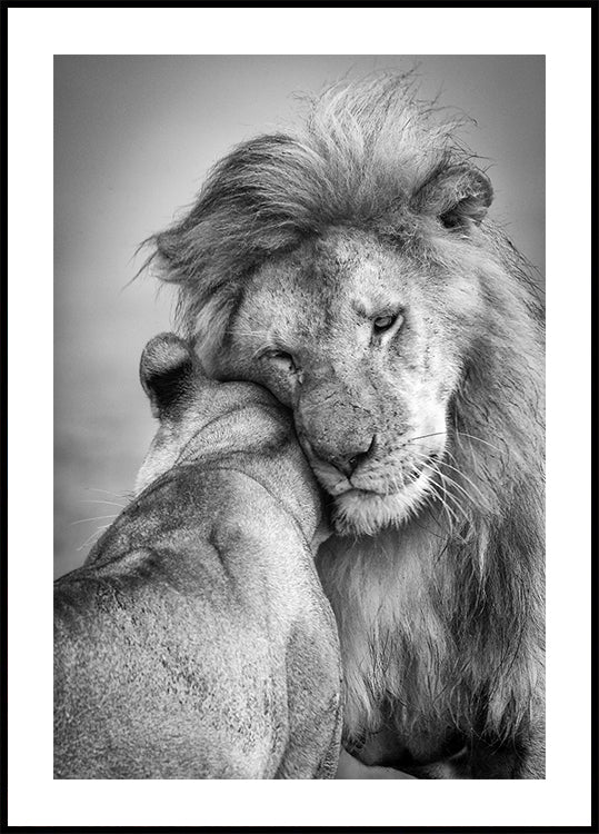 African Love! Plakat - Posterbox