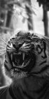 Angry Tiger Poster - Posterbox.dk