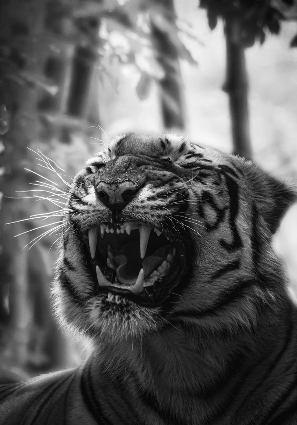 Angry Tiger Poster - Posterbox.dk